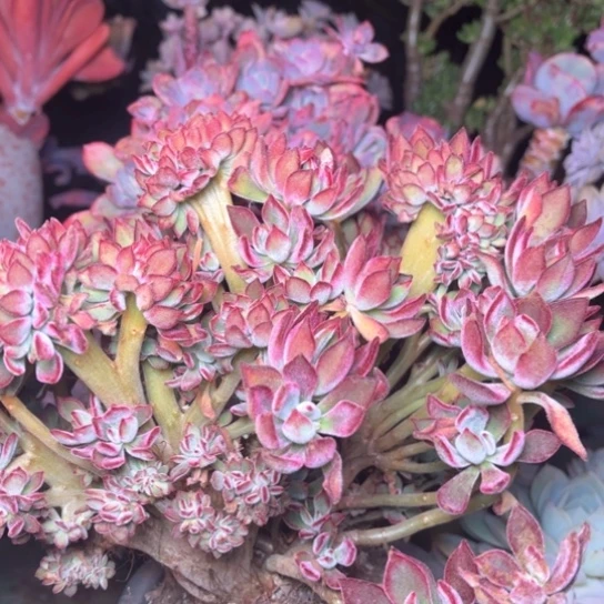 ԅ****多肉植物的植物