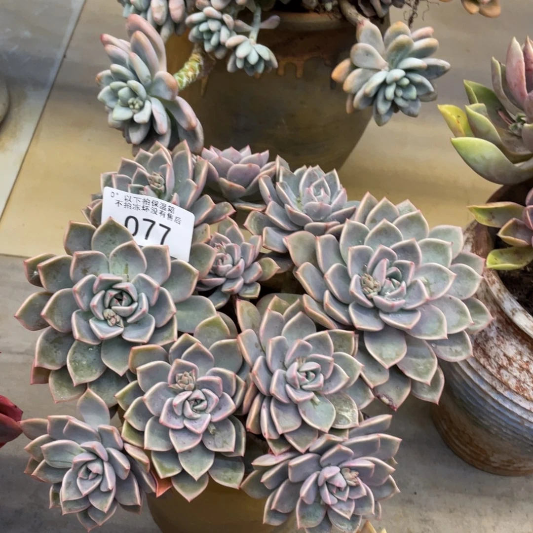 荔**糖黑大帅多肉77红粉