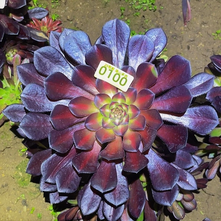 0100月亮石多肉植物