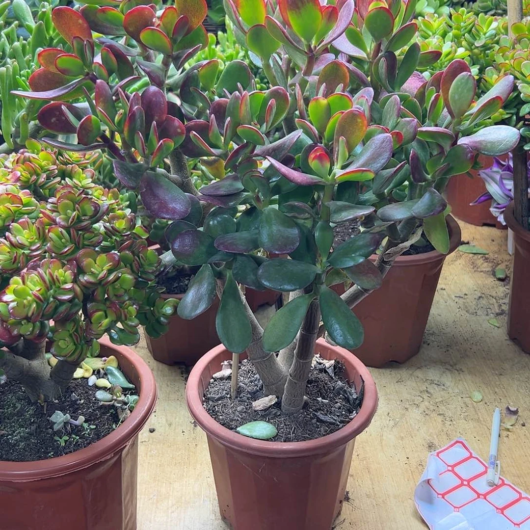 平***福完全开放黄金花月一物拍