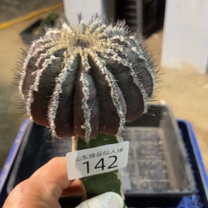 完全开放142尤波球仙人球