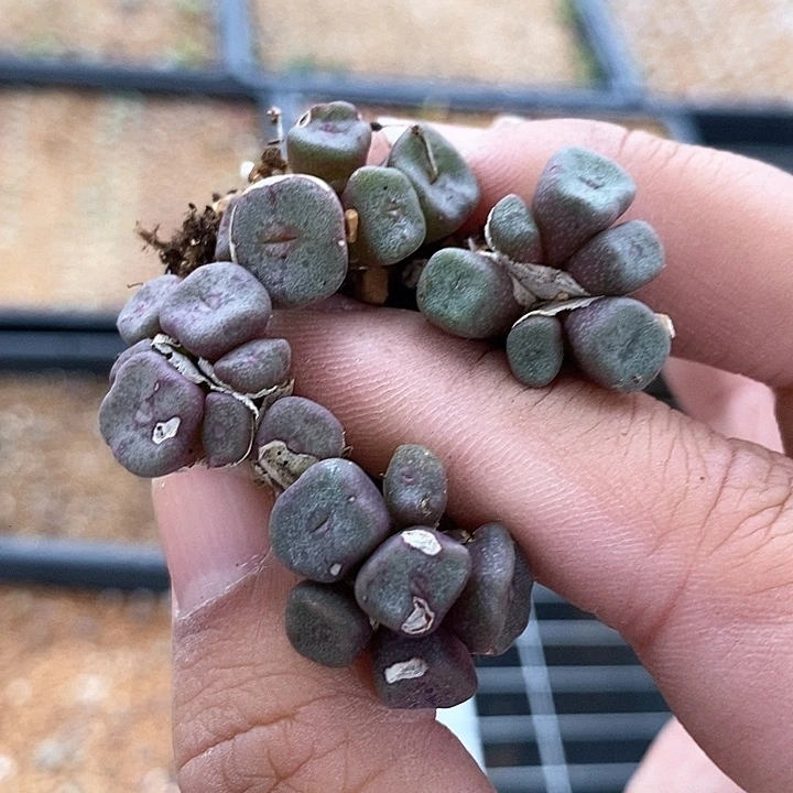 19539一组方碗有伤