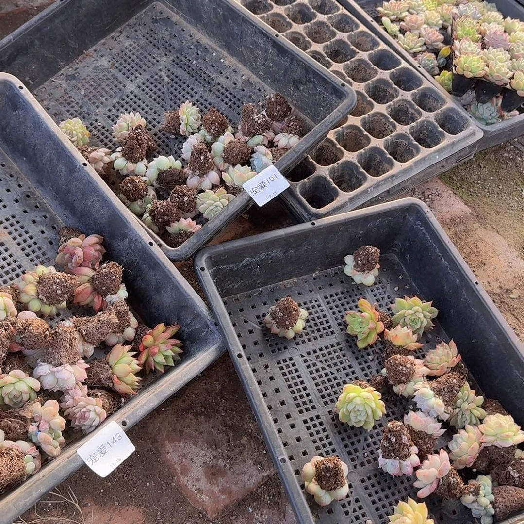 优选20颗景天福利