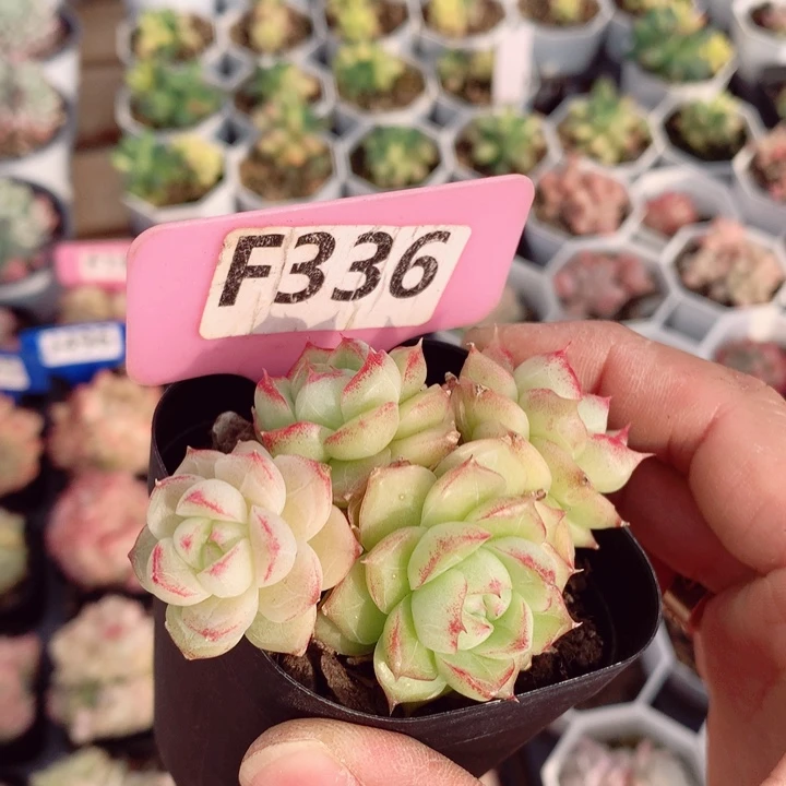 麦秆7cm不包整群