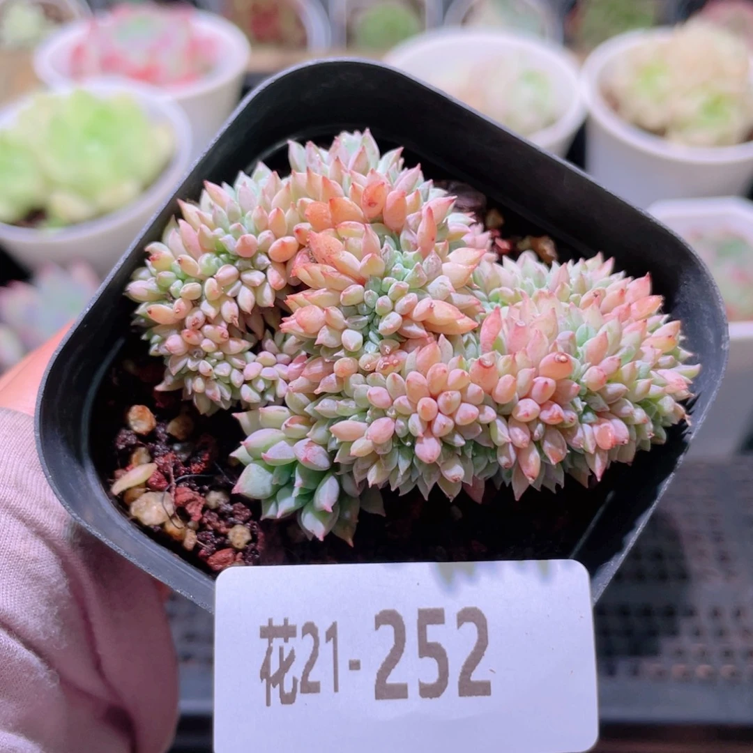 花利美21-252莱恩小精灵缀化