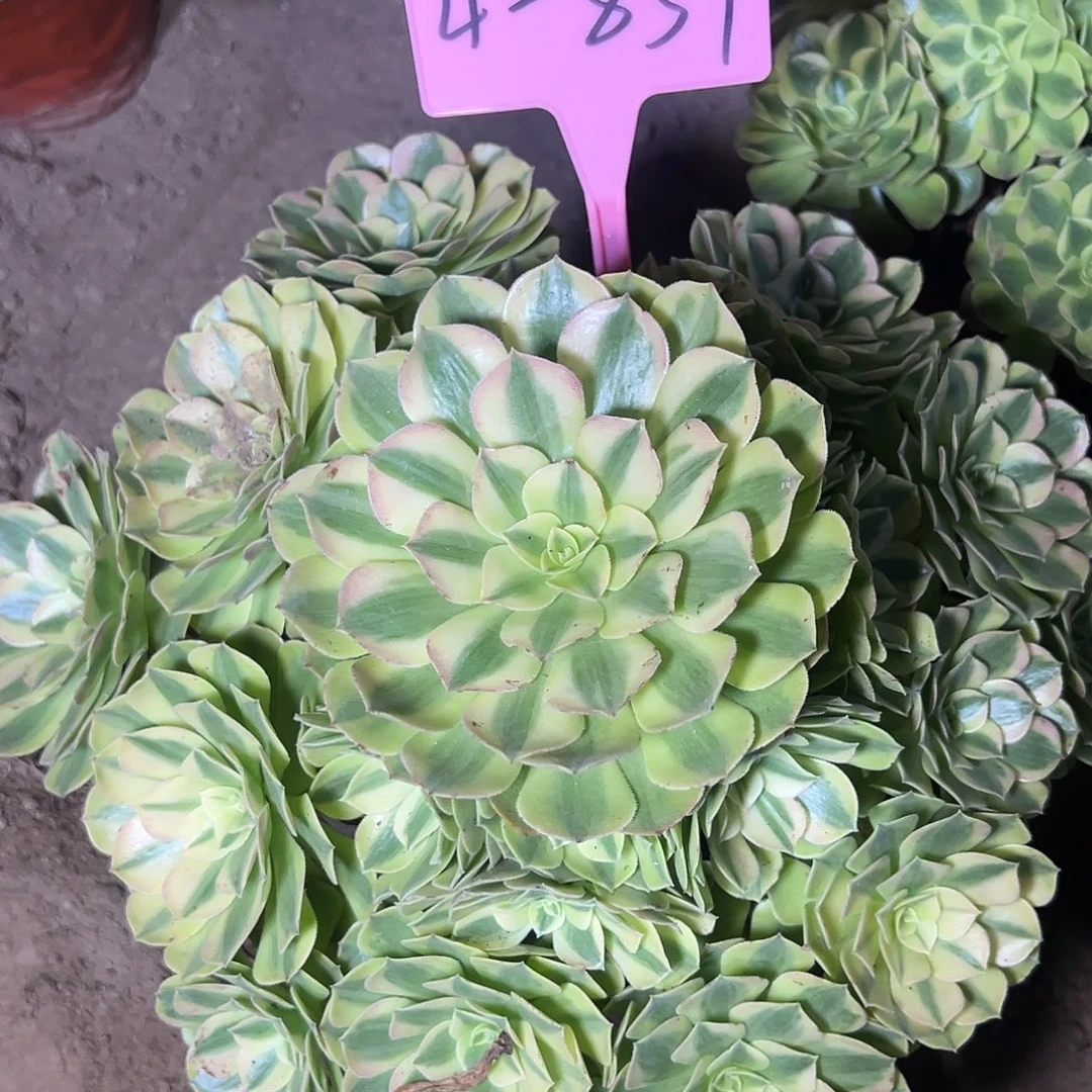 4-837雨荷多肉法师