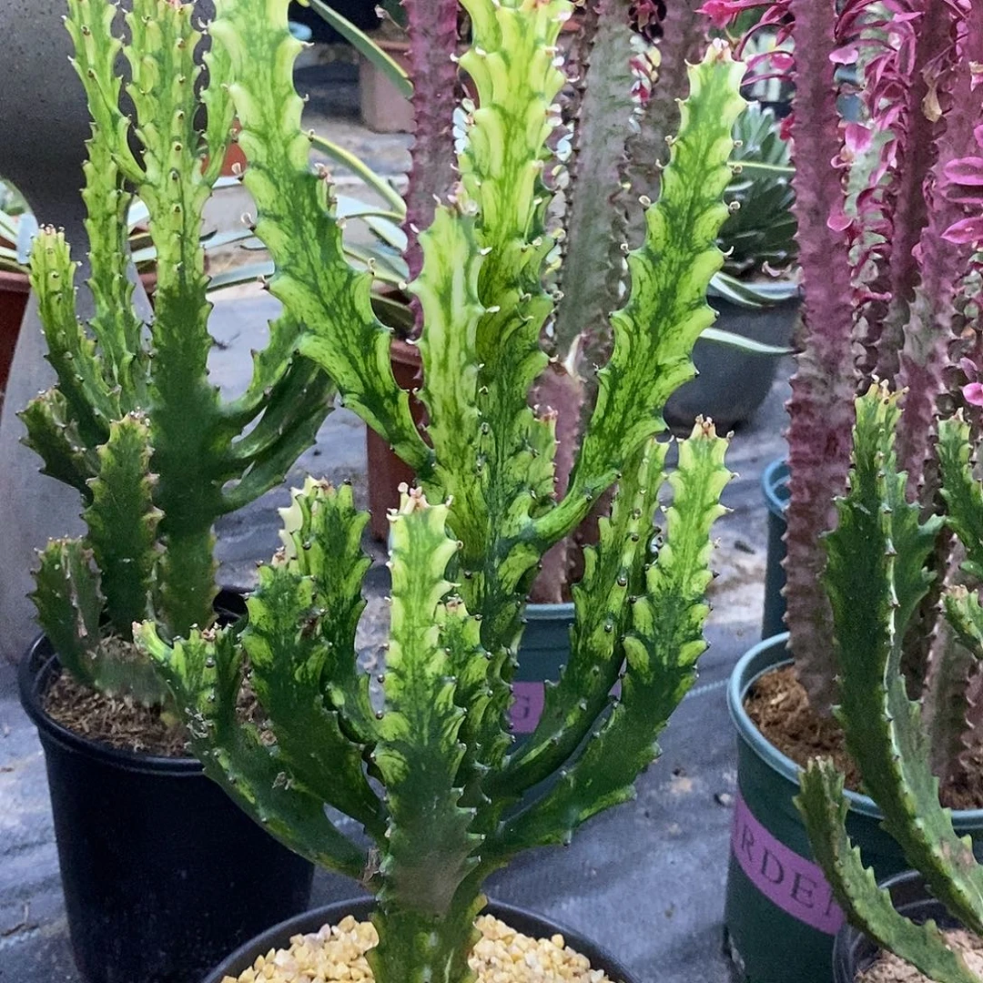 翡翠玉柱一物一拍