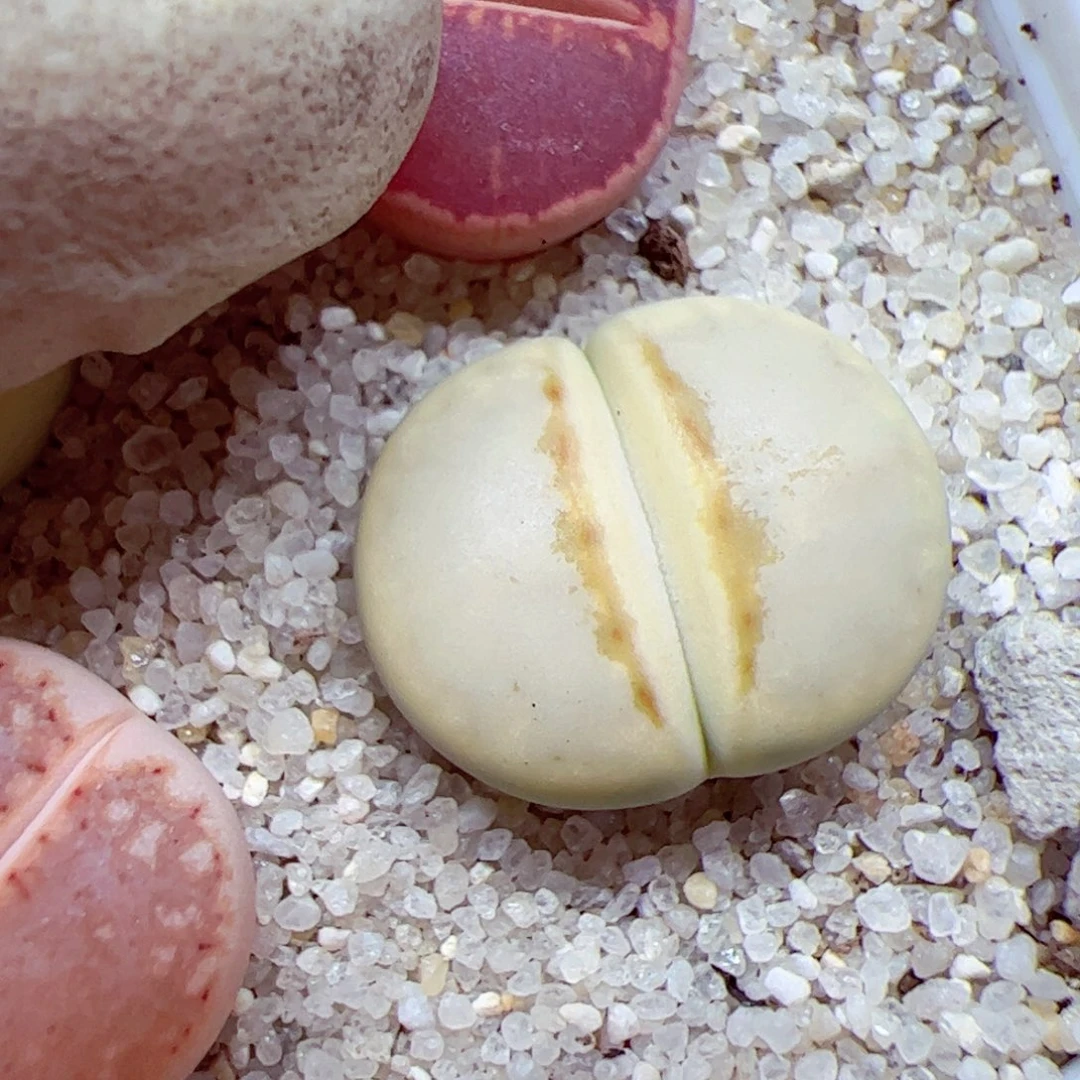 113 45优秀的肉肉52