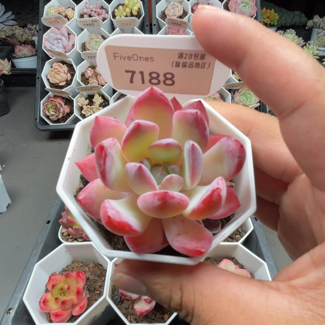 7188草莓杏仁4.5厘米