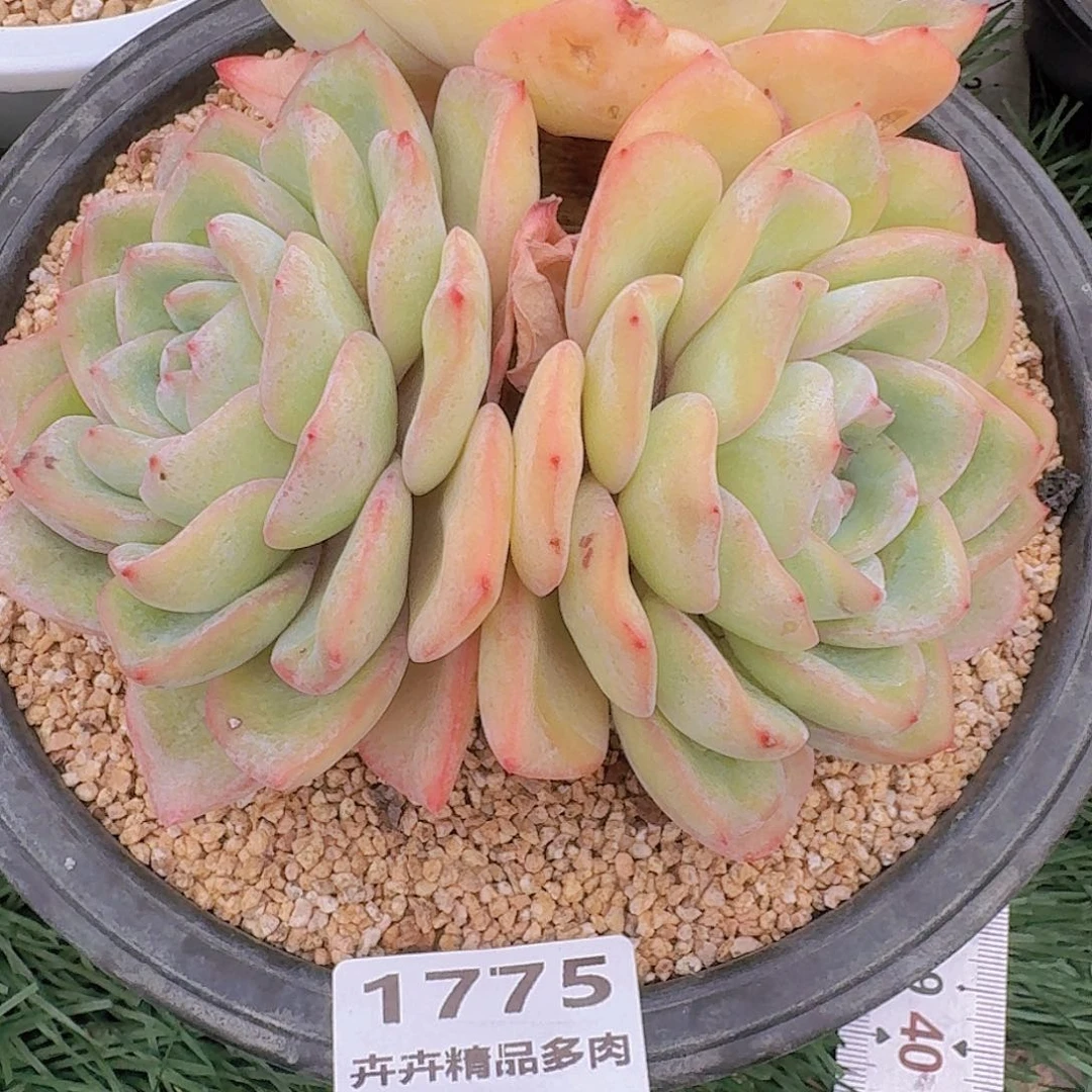 1775 卉卉精品多肉 非偏远地区满28元包邮