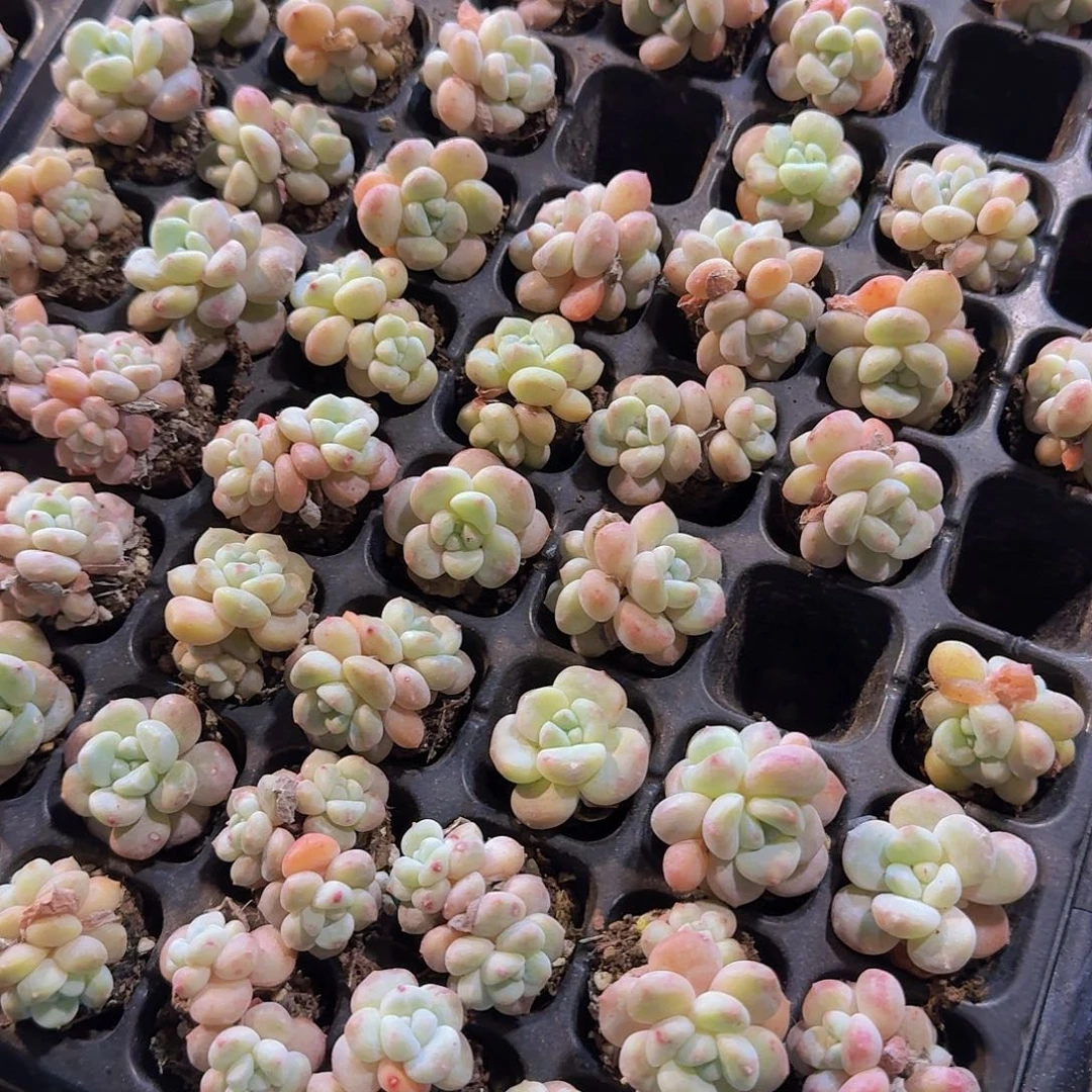 多头奶油葡15颗福利