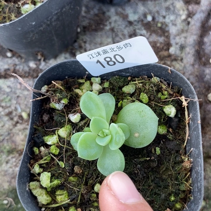 标180奶油财富c33一个