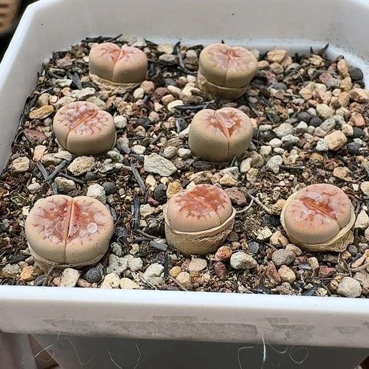 23604清框特价热唇