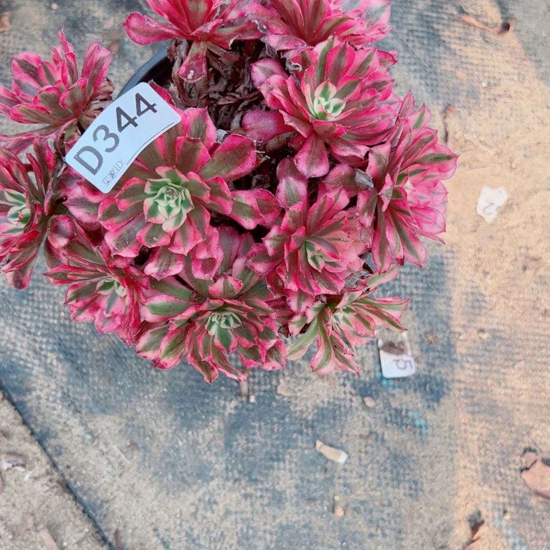 344红铜白多肉植物法师