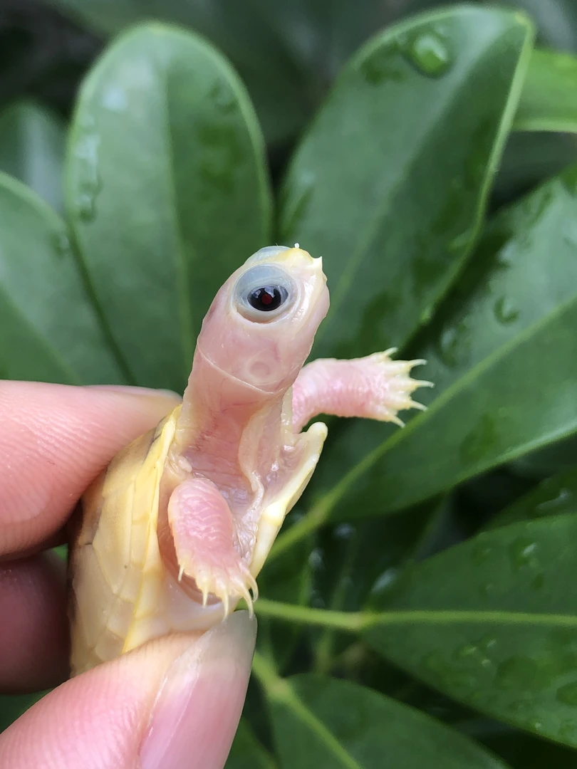 直播龟龟链接，不在直播间（勿拍）