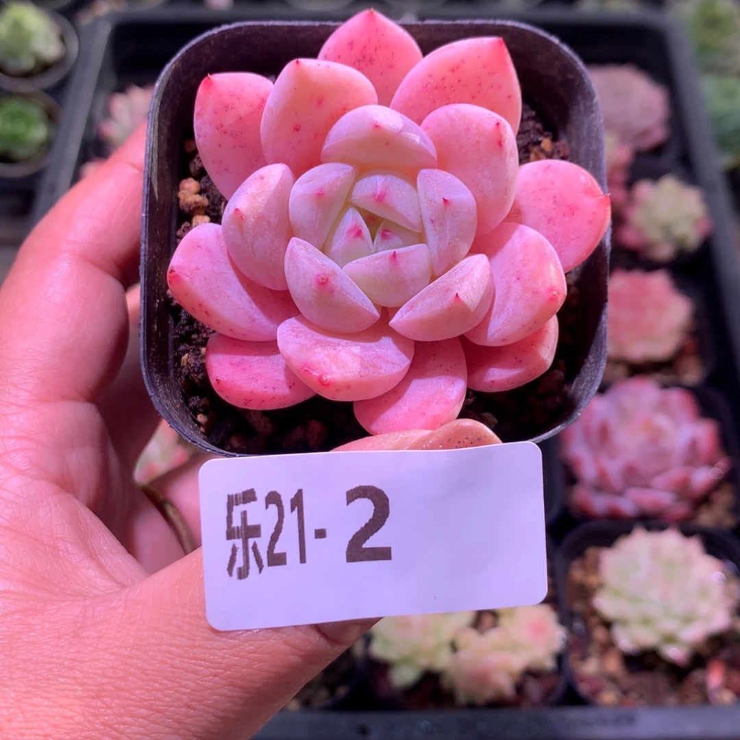 乐然21-2 新品单头