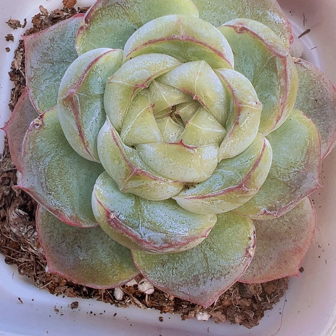 胖虎珍妮单头19包邮