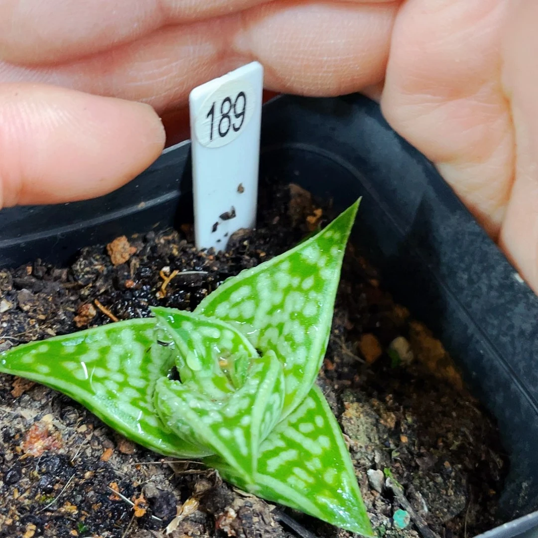 非偏远地区满25包邮仙人球