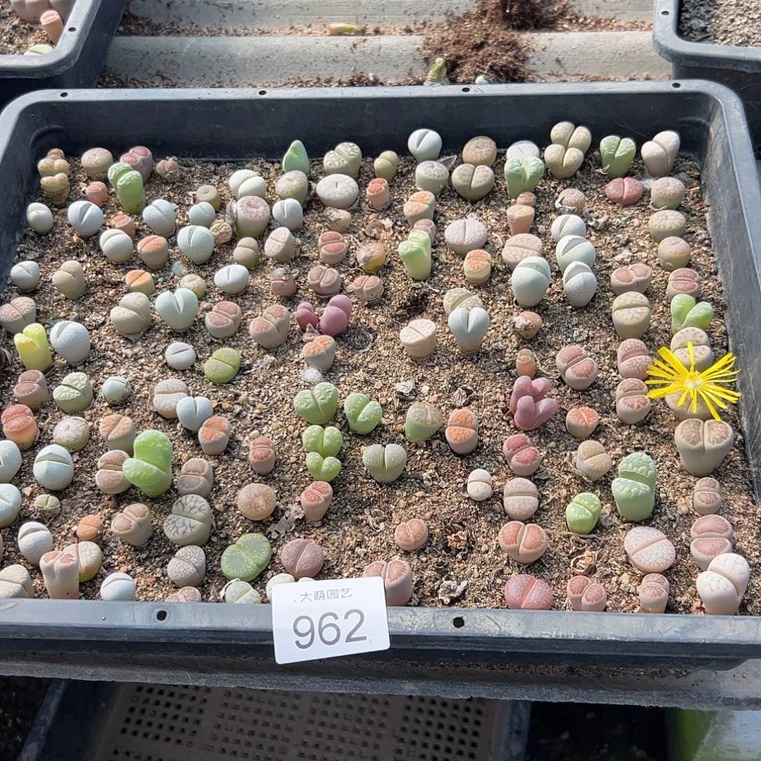 清框脱土发无售后默认有疤962