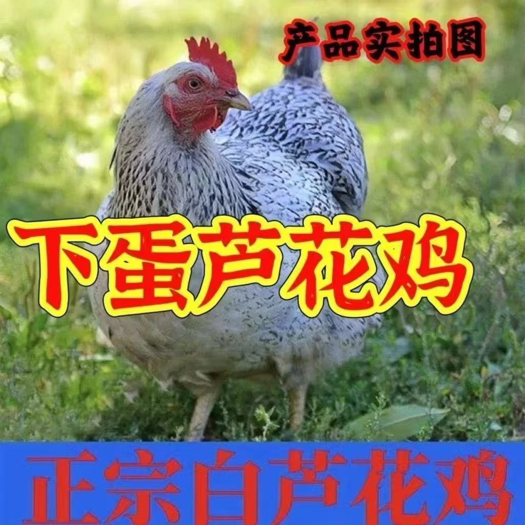 芦花鸡（宠物鸡）活鸡包邮