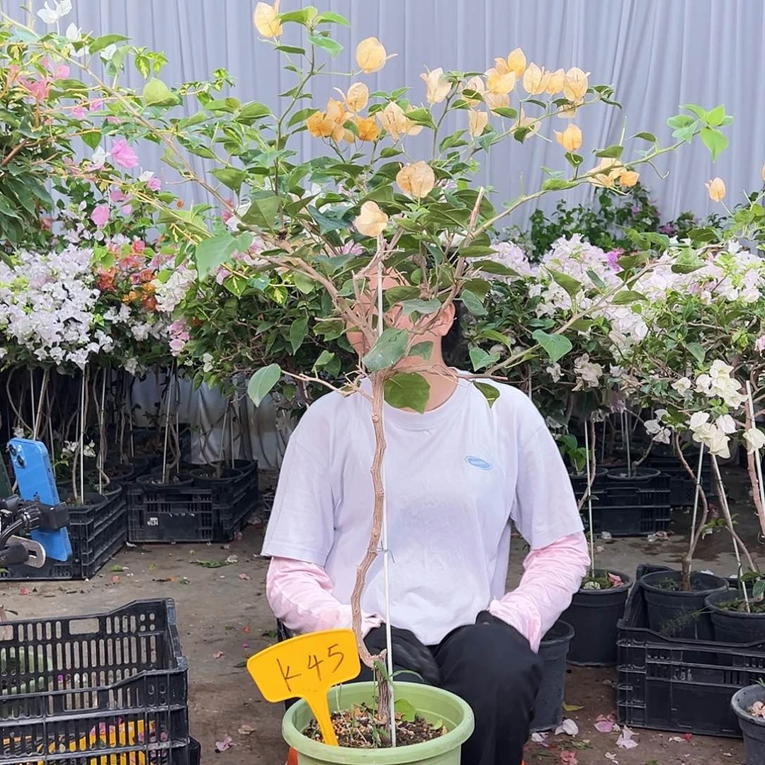 广***备完全开放K45金色光辉