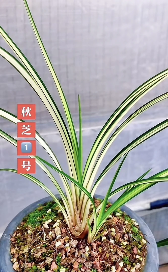 秋芝一号--秋芝组培苗-硬化一年-1苗-人工养殖