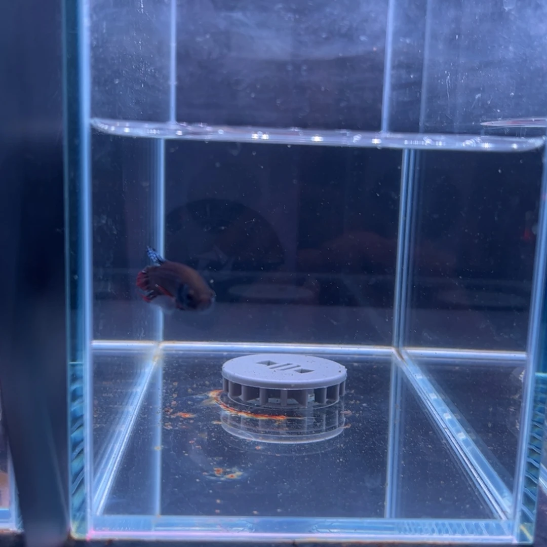 斗鱼泰国斗鱼036号