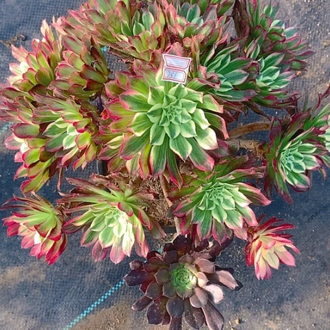 681天和多肉植物