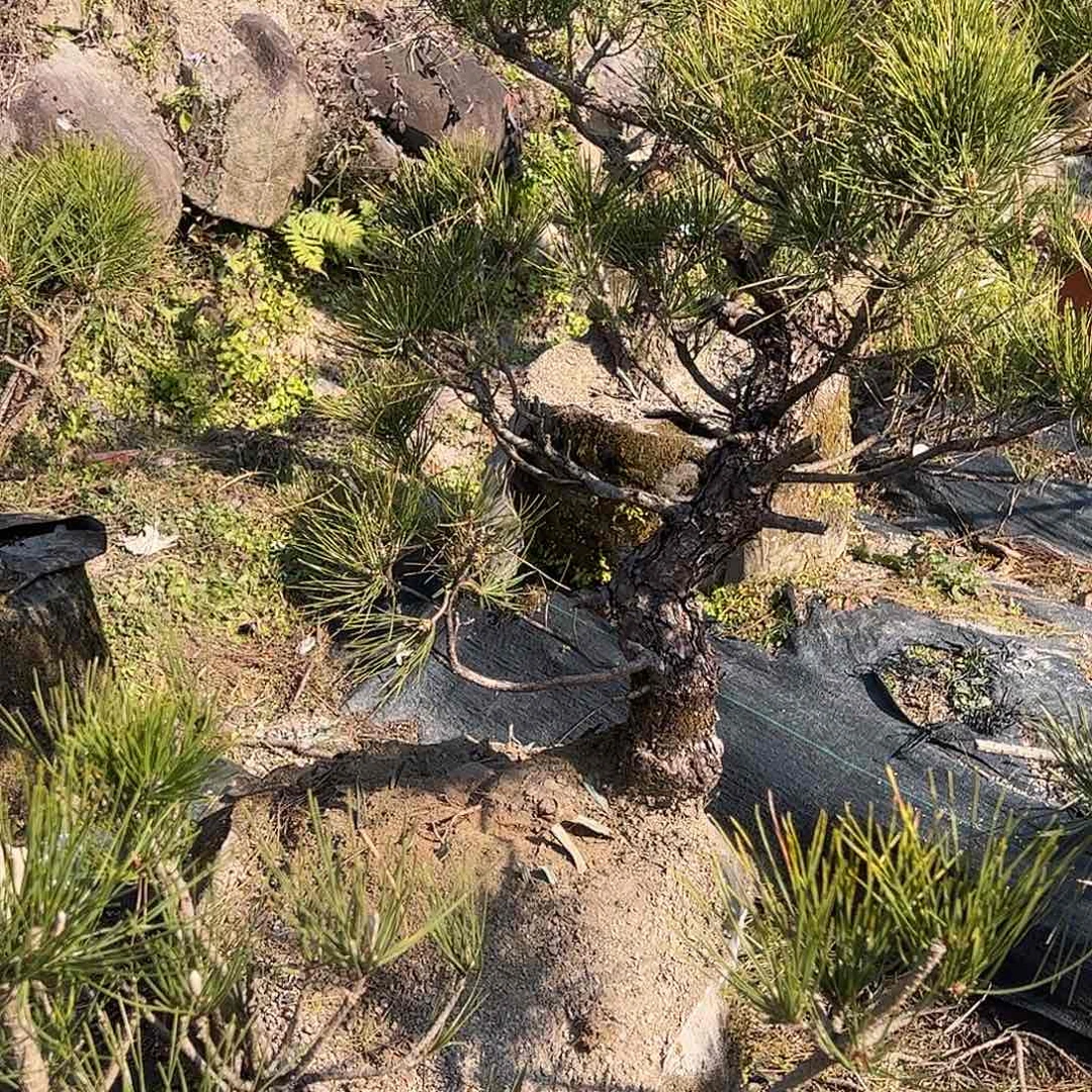 1挎*展c092黑松 盆栽 包邮