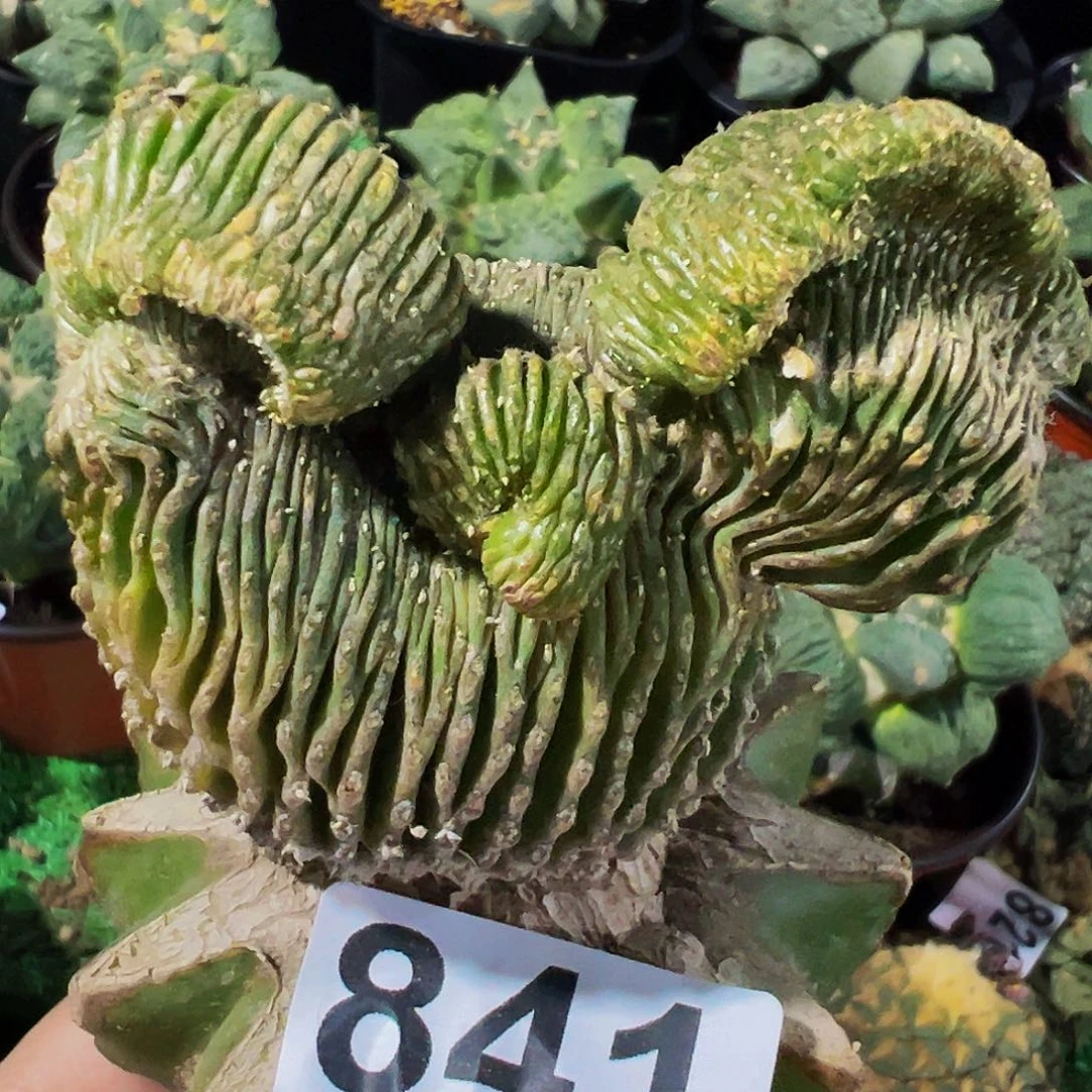 无花朵福利薄叶花龙缀化841