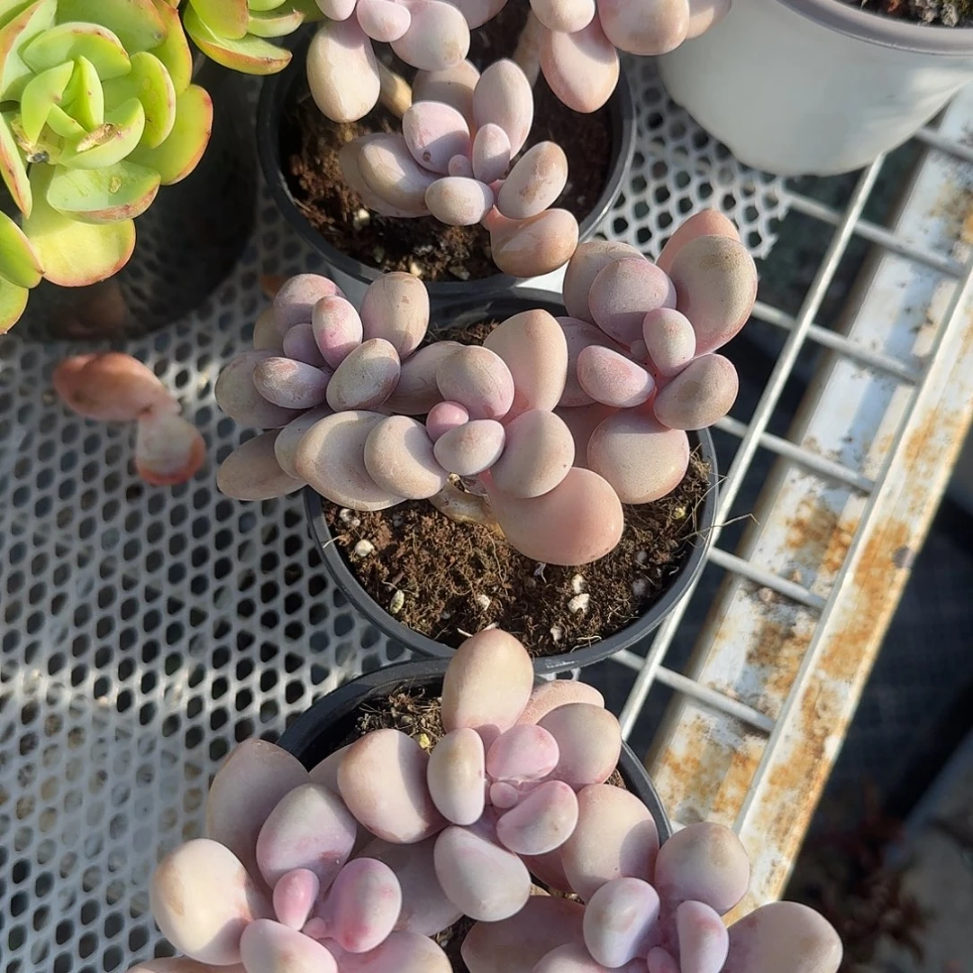 亚美桃蛋多肉植物