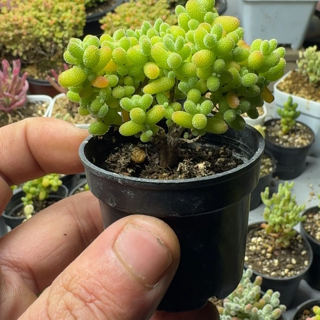 Y***a金桔 福利多肉植物枝干