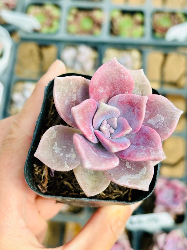 紫色系列精品紫乐多肉植物阳台盆栽植物花卉