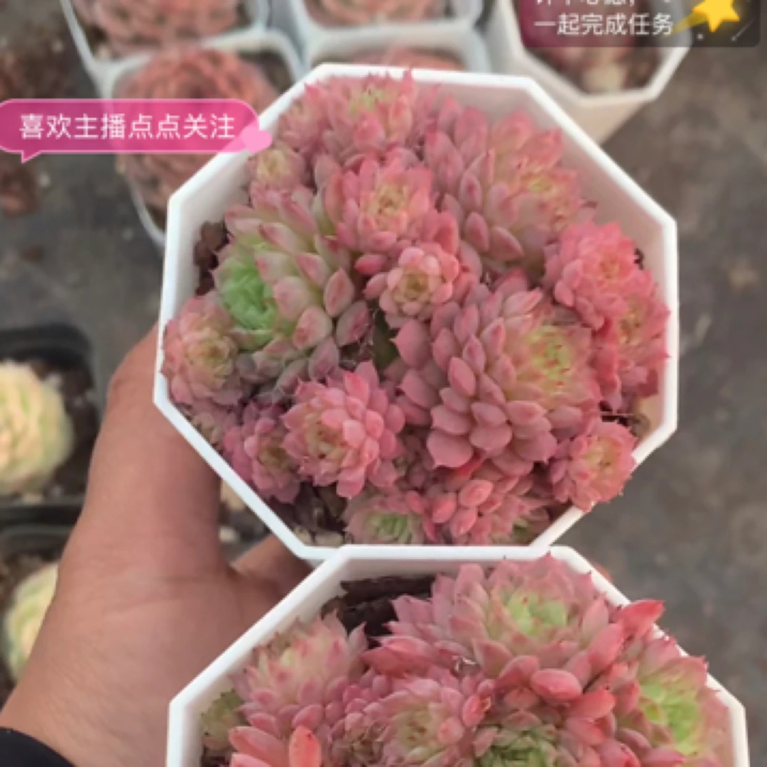 （一棵包邮）小粉莓 cm 多肉植物