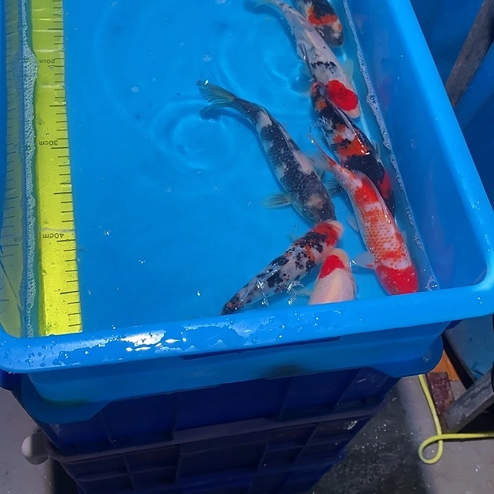 南***哥锦鲤纯种血统锦鲤观赏鱼