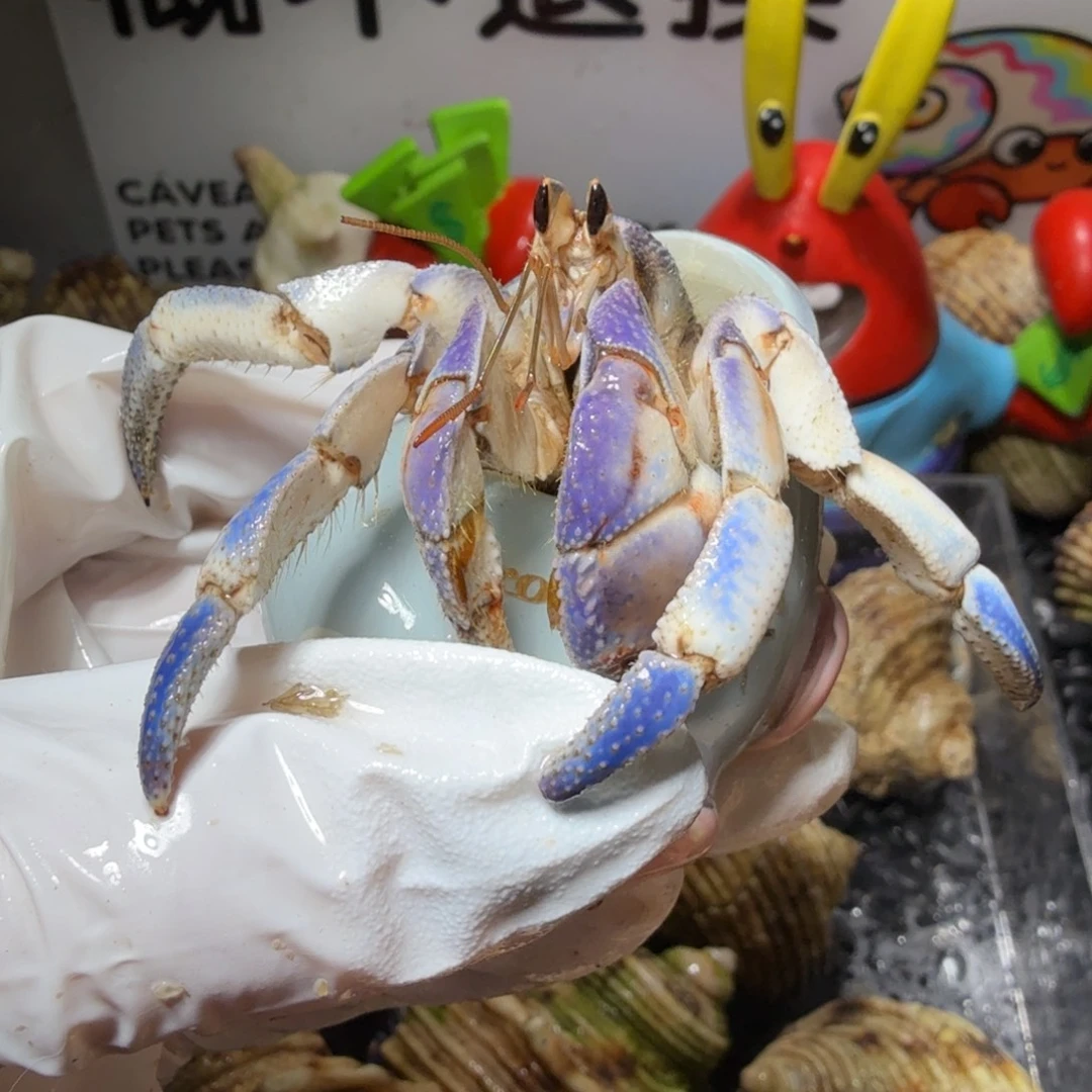 海水鱼2.6蓝白甜甜圈
