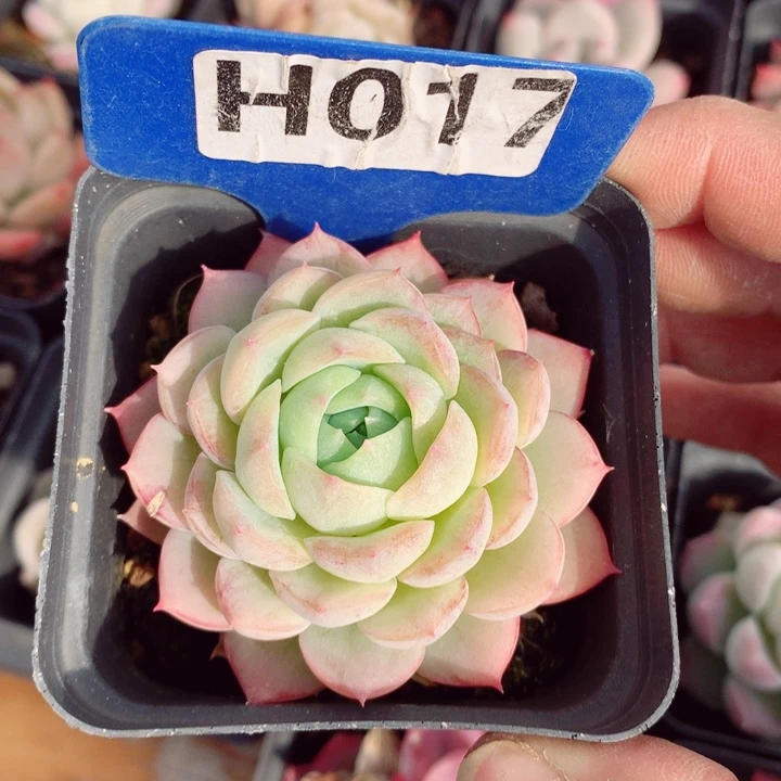 福利款6cm多肉植物