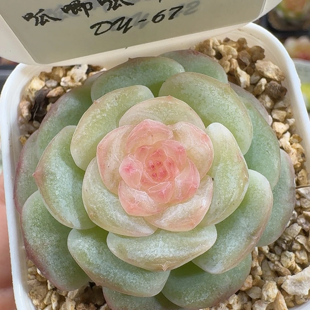 1029-067-嫦娥单头