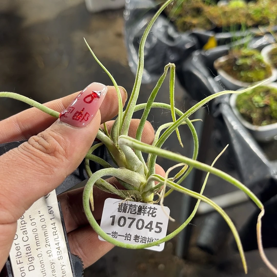 辰**蛰107045一物一拍单头发货