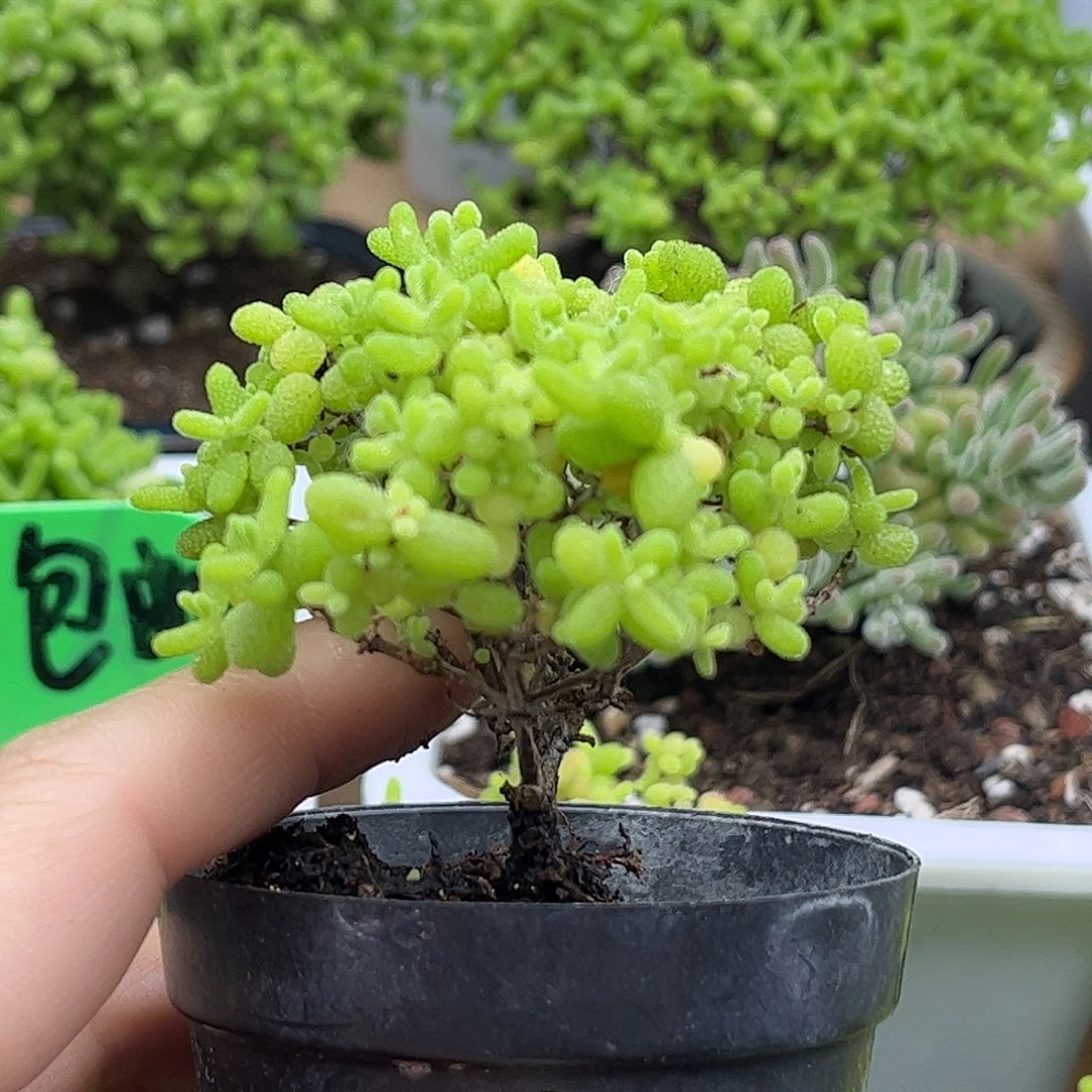 40蜜桔糖球优选枝干番杏