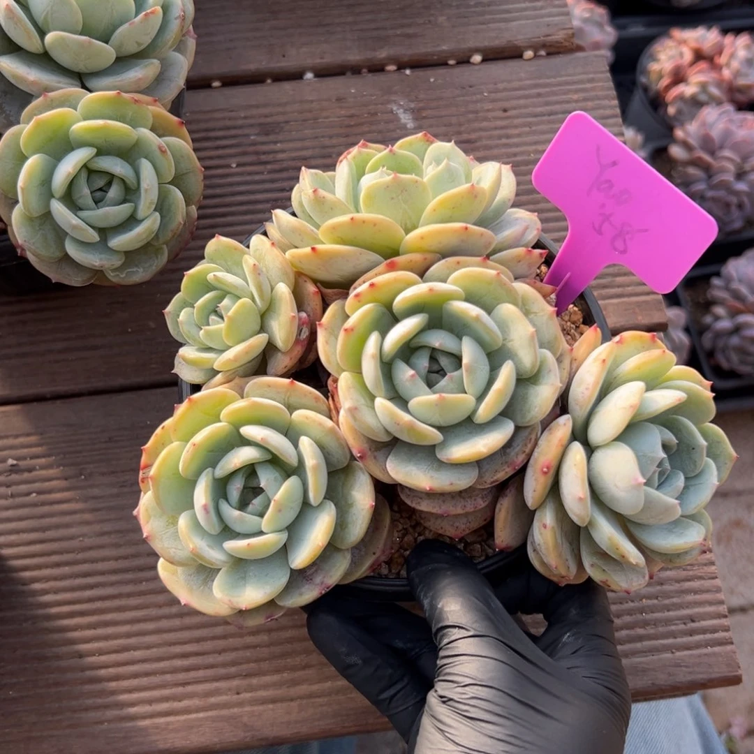 劳林特价11111111111111