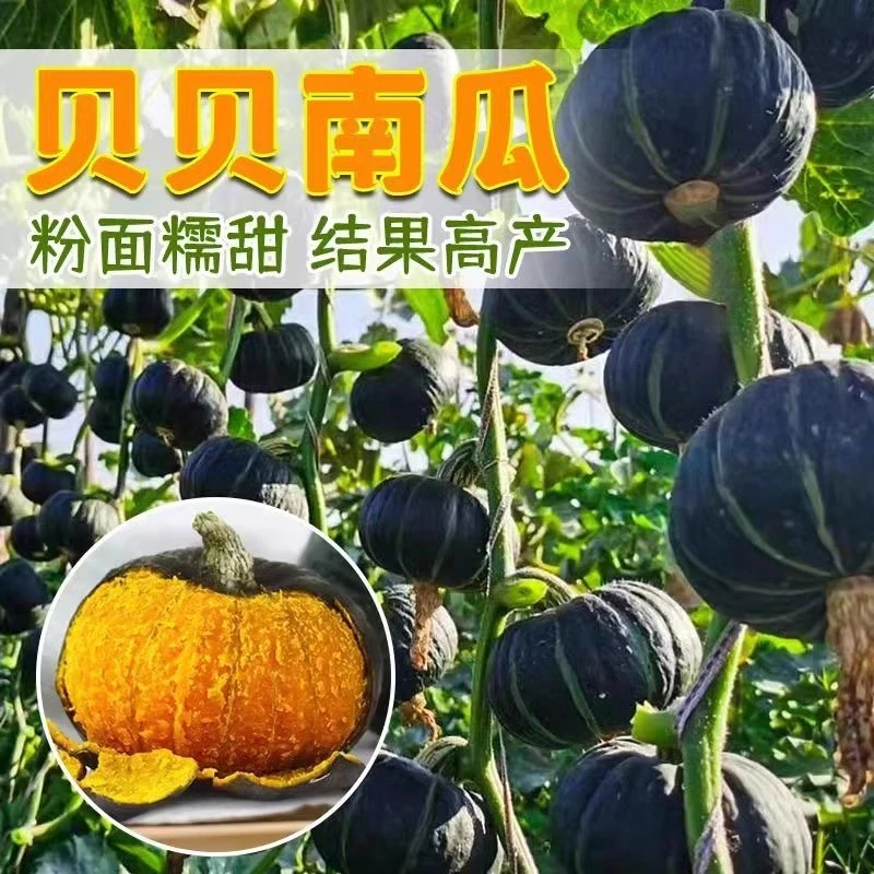 绿贝贝高产小南瓜种子板栗味秧蔬菜种籽苗孑惠和一号秧苗大全菜种