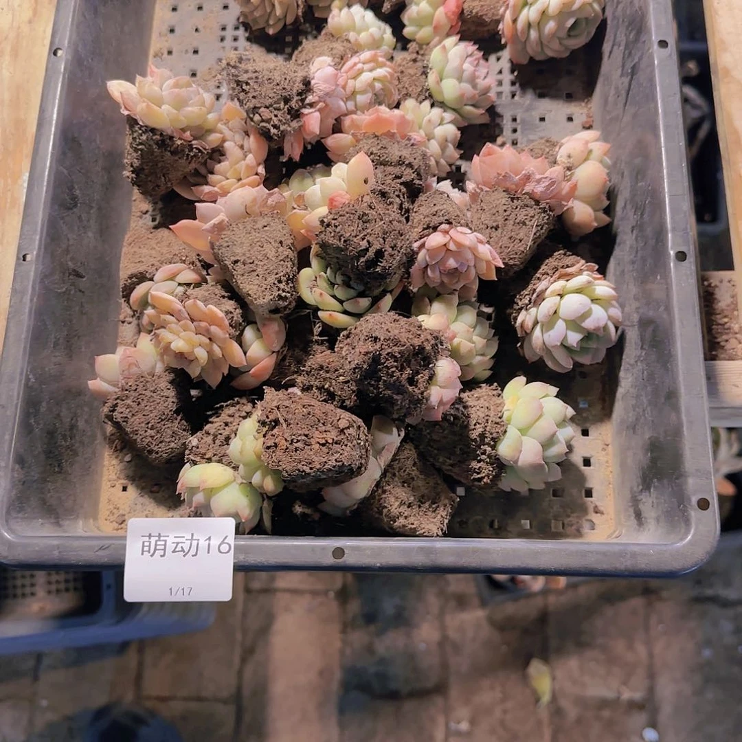 直播一物一拍多肉16