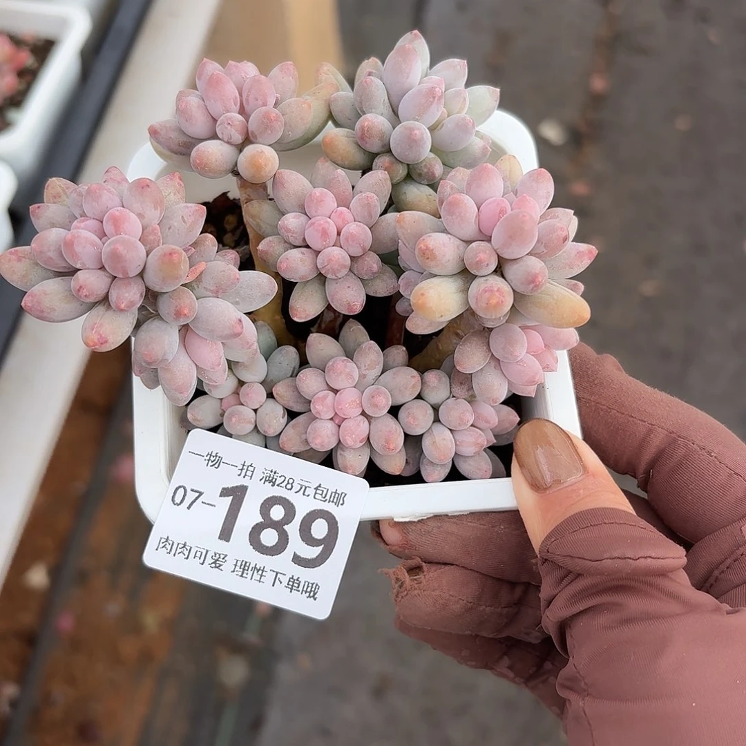 婴儿手指无盆土发货无盆土无