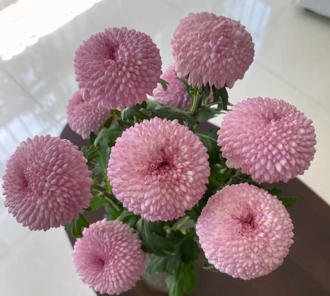 鲜花配草  乒乓菊粉色10支 任意两单包邮（2支不售后）