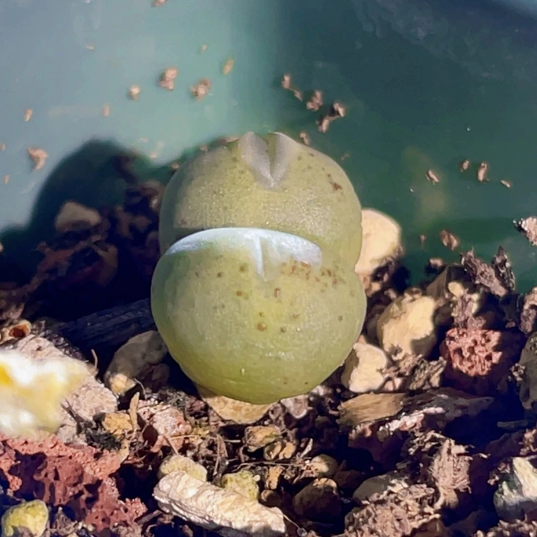 双头福利玻尿酸嘴小拳拳植物一物一拍