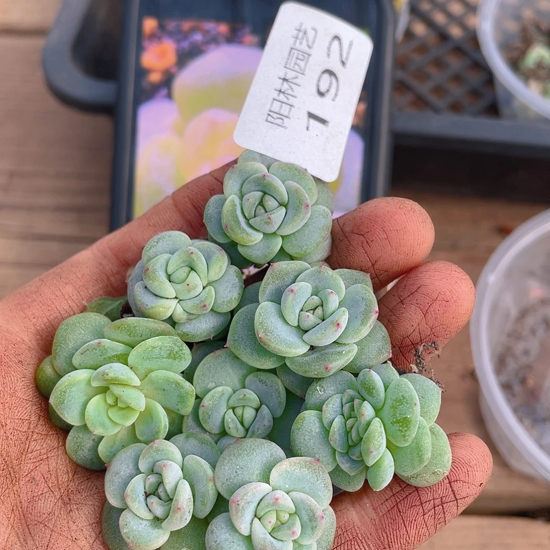 多肉植物多肉植物192