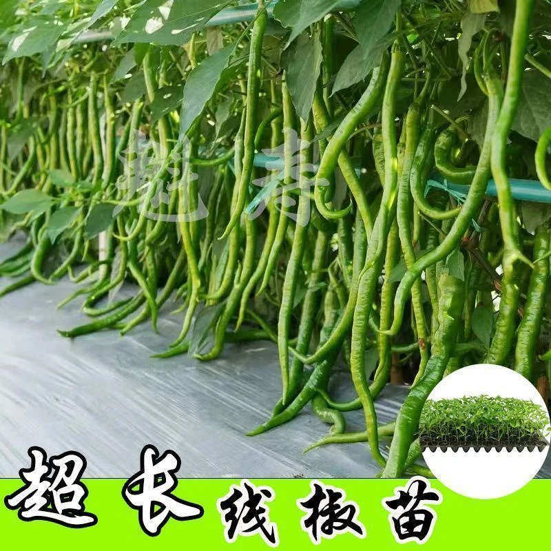 帝王336线椒苗辣椒苗超辣四季香辣高产特大长蔬菜种籽秧苗子种孑