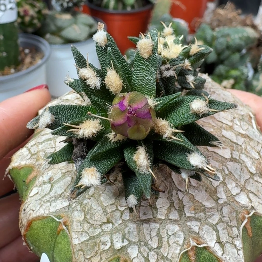 【闪购商品】无花朵纯种苗接龙蛇兰牡丹734