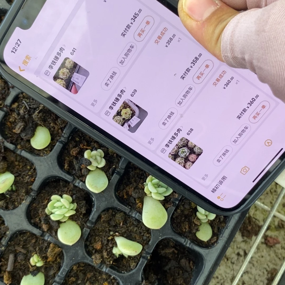 穴盘混甜心叶插小小苗一个多肉